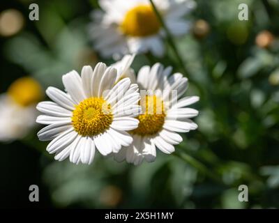 Close-up of wild daisy flowers (Leucanthemum vulgare), white chamomiles on green blurred background. Stock Photo