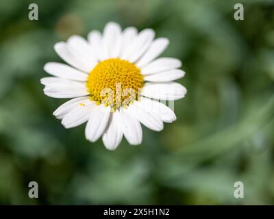 Close-up of a wild daisy flower (Leucanthemum vulgare), white chamomile on green blurred background. Stock Photo