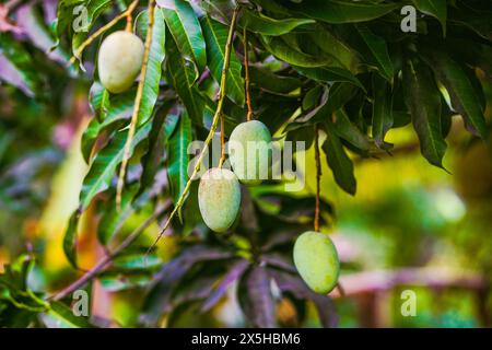 Multicolored mangoes hanging on tree Stock Photo