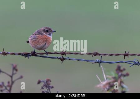 European Stonechat [ Saxicola rubicola ] Female bird perched on old barbed wire fence Stock Photo