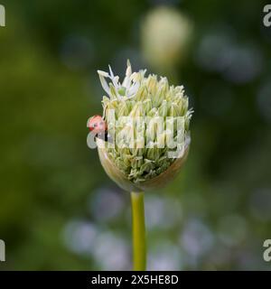 Seven spotted Ladybird ( Coccinella septempunctata ) on an Alium flower head in the early summer UK. Stock Photo