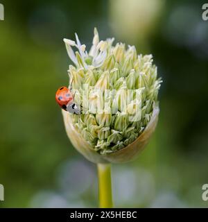 Seven spotted Ladybird ( Coccinella septempunctata ) on an Alium flower head in the early summer UK. Stock Photo