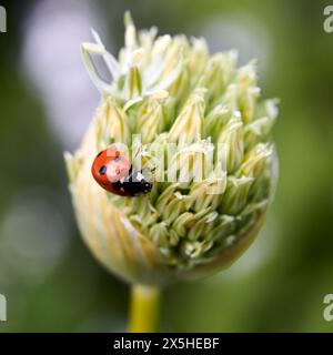 Seven spotted Ladybird ( Coccinella septempunctata ) on an Alium flower head in the early summer UK. Stock Photo