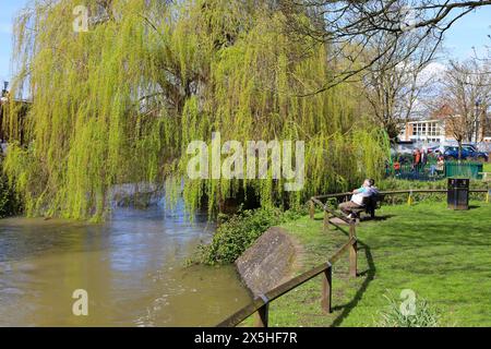 Salisbury, England- March 29, 2024:Beautiful park in Salisbury city and the Avon River Stock Photo