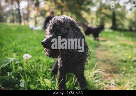 Black poodle walking in grass and having happy moments with his owner, dog walking, Stock Photo