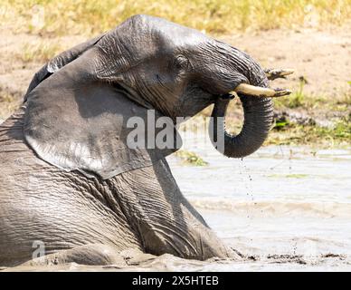 Africa, Tanzania, African bush elephant. An elephant bathes in the muddy water. Stock Photo