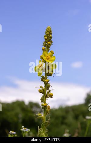 Verbascum densiflorum the well-known dense-flowered mullein. Stock Photo