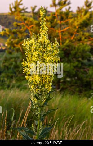 Verbascum densiflorum the well-known dense-flowered mullein. Stock Photo