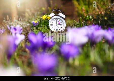 FOTOMONTAGE, Weißer Wecker mit Pfeil inmitten von Frühlingsblumen, Symbolfoto Sommerzeit und Zeitumstellung Stock Photo