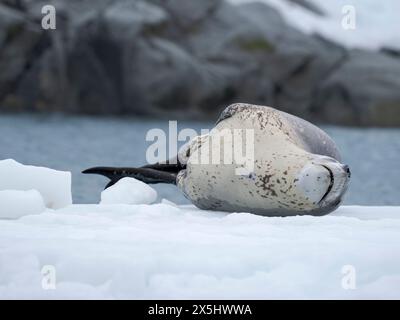 Leopard Seal (Hydrurga leptonyx) on ice floe in Port Lockroy at Wiencke Island, Antarctica. Stock Photo