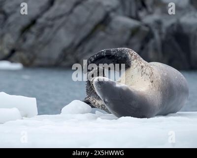 Leopard Seal (Hydrurga leptonyx) on ice floe in Port Lockroy at Wiencke Island, Antarctica. Stock Photo