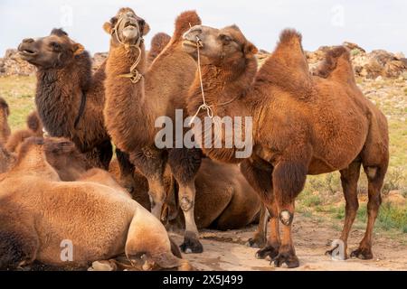 Asia, Mongolia, Eastern Gobi Desert. A group of camels stand together while chewing their cuds. Stock Photo