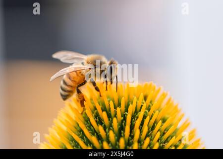 Bee meticulously collects pollen on a bright yellow flower Stock Photo
