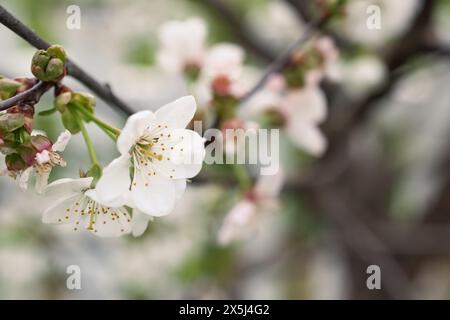 Delicate white cherry blossoms in early spring bloom Stock Photo