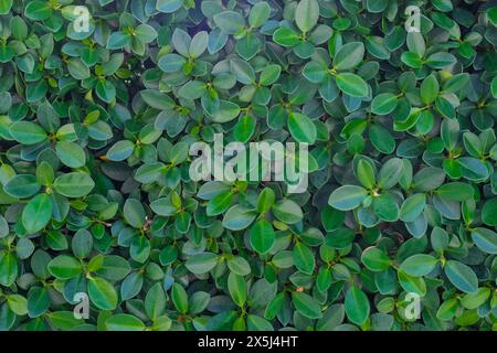 A wall of verdant green plants grow  on a tropical island. Stock Photo