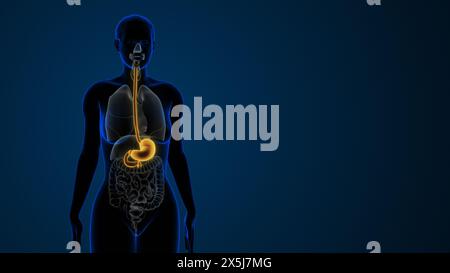 Highlighted stomach in the Female digestive system Stock Photo