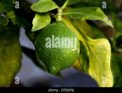 Lemon Tree close up details of a green lemon growing on the branch Stock Photo