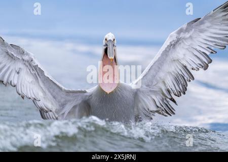 Europe, Greece, Lake Kerkini. Dalmatian pelican lands in the water with its pouch open and ready for a fish. Stock Photo