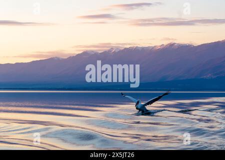 Europe, Greece, Lake Kerkini. Dalmatian pelican flies in the lake surrounded by mountains at sunset. Stock Photo