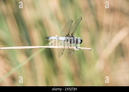 Perched male Scarce Chaser (Libellula fulva) near Koycegiz in Turkiye Stock Photo