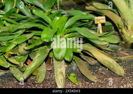 Saint Gallen, Switzerland, November 28, 2023 Neoregelia Carolinae or blushing bromeliad plant at the botanical garden Stock Photo