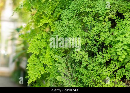 Saint Gallen, Switzerland, November 29, 2023 Adiantum Raddianum or delta maidenhair fern at the botanical garden Stock Photo