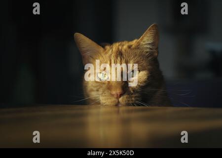 Portrait of cute red cat is looking curious up to the table. Stock Photo