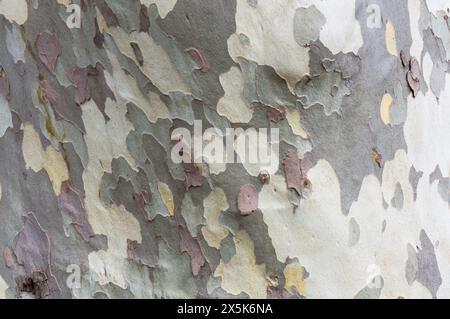 Peeling tree bark texture background, bark of the Platanus tree Stock Photo