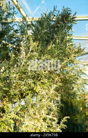 Saint Gallen, Switzerland, January 3, 2024 Anthyllis Barba-jovis plant at the botanical garden Stock Photo