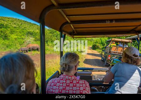 View of white rhinos from safari vehicles in Hluhluwe-Imfolozi Park Umfolozi, the oldest nature reserve in Africa, KwaZulu-Natal Province, South Afric Stock Photo