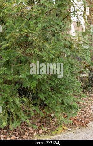 Saint, Gallen, Switzerland, February 10, 2024 Cephalotaxus Fortunei or chinese plum yew at the botanical garden Stock Photo