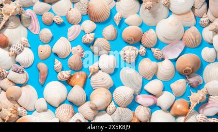 Top view of Sea shells and snails of different sizes and colors on a blue surface Stock Photo