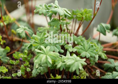 Saint Gallen, Switzerland, March 2, 2024 Oxalis Adenophylla or silver shamrock plant at the botanical garden Stock Photo