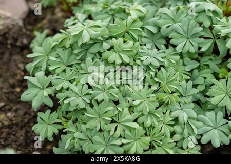 Saint Gallen, Switzerland, March 24, 2024 Oxalis Adenophylla or chilean oxalis plant at the botanical garden Stock Photo