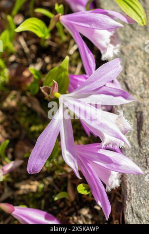 Saint Gallen, Switzerland, March 24, 2024 Pleione Formosana or Taiwan pleione flowers at the botanical garden Stock Photo