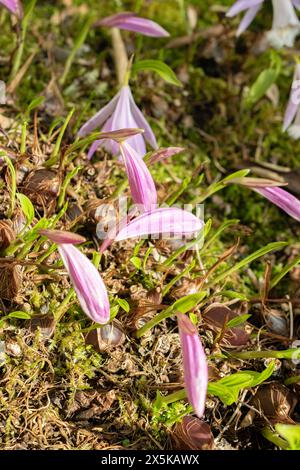 Saint Gallen, Switzerland, March 24, 2024 Pleione Formosana or Taiwan pleione flowers at the botanical garden Stock Photo