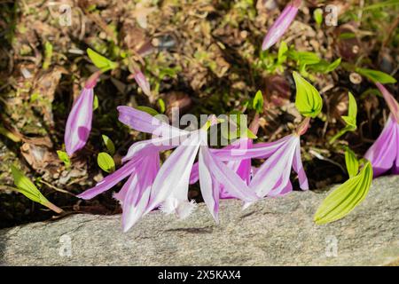 Saint Gallen, Switzerland, March 24, 2024 Pleione Formosana or Taiwan pleione flowers at the botanical garden Stock Photo