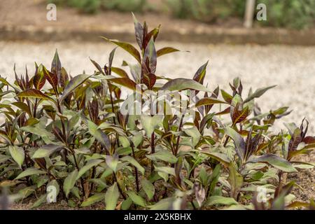 Saint Gallen, Switzerland, April 7, 2024 Phlox Paniculata plant at the botanical garden Stock Photo