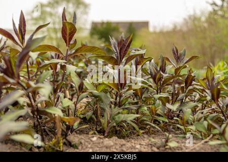 Saint Gallen, Switzerland, April 7, 2024 Phlox Paniculata plant at the botanical garden Stock Photo