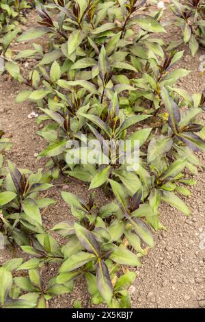 Saint Gallen, Switzerland, April 7, 2024 Phlox Paniculata plant at the botanical garden Stock Photo