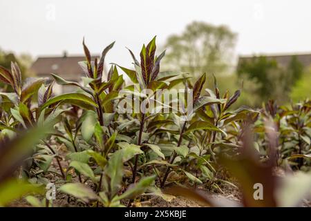 Saint Gallen, Switzerland, April 7, 2024 Phlox Paniculata plant at the botanical garden Stock Photo