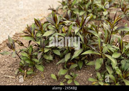 Saint Gallen, Switzerland, April 7, 2024 Phlox Paniculata plant at the botanical garden Stock Photo