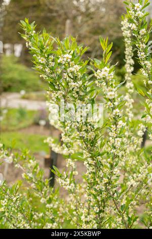 Saint Gallen, Switzerland, April 7, 2024 Prinsepia Uniflora plant at the botanical garden Stock Photo