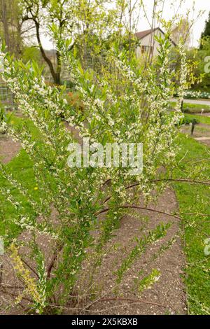 Saint Gallen, Switzerland, April 7, 2024 Prinsepia Uniflora plant at the botanical garden Stock Photo