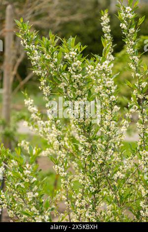 Saint Gallen, Switzerland, April 7, 2024 Prinsepia Uniflora plant at the botanical garden Stock Photo