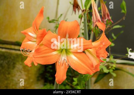 Saint Gallen, Switzerland, April 7, 2024 Hippeastrum Blossfeldiae flower at the botanical garden Stock Photo