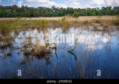 the Grosses Veen marshland in the Diersfordt forest nature reserve between Hamminkeln and Wesel, Hohe Mark Nature Park, Westmuensterland region, North Stock Photo