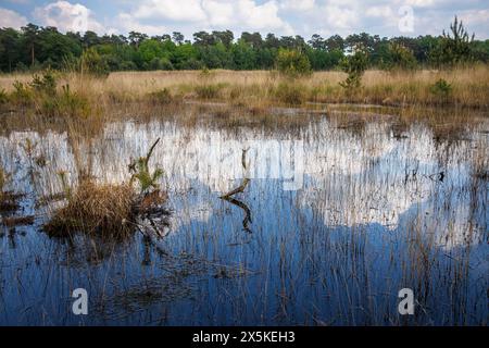 the Grosses Veen marshland in the Diersfordt forest nature reserve between Hamminkeln and Wesel, Hohe Mark Nature Park, Westmuensterland region, North Stock Photo