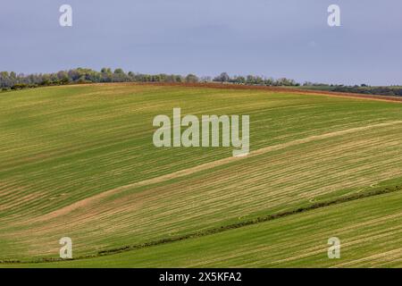 Rows of young cereal crops on a South Downs hillside in springtime Stock Photo