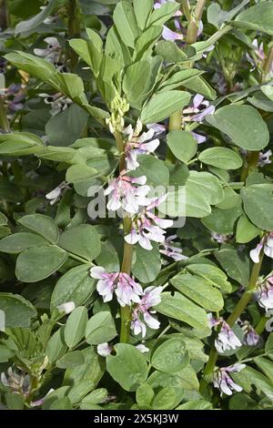 Flowers on fava bean plant growing in garden before beans have started to develop Stock Photo